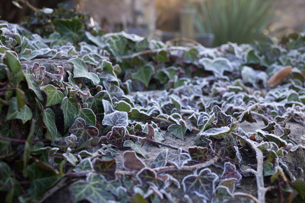 Frosty ivy