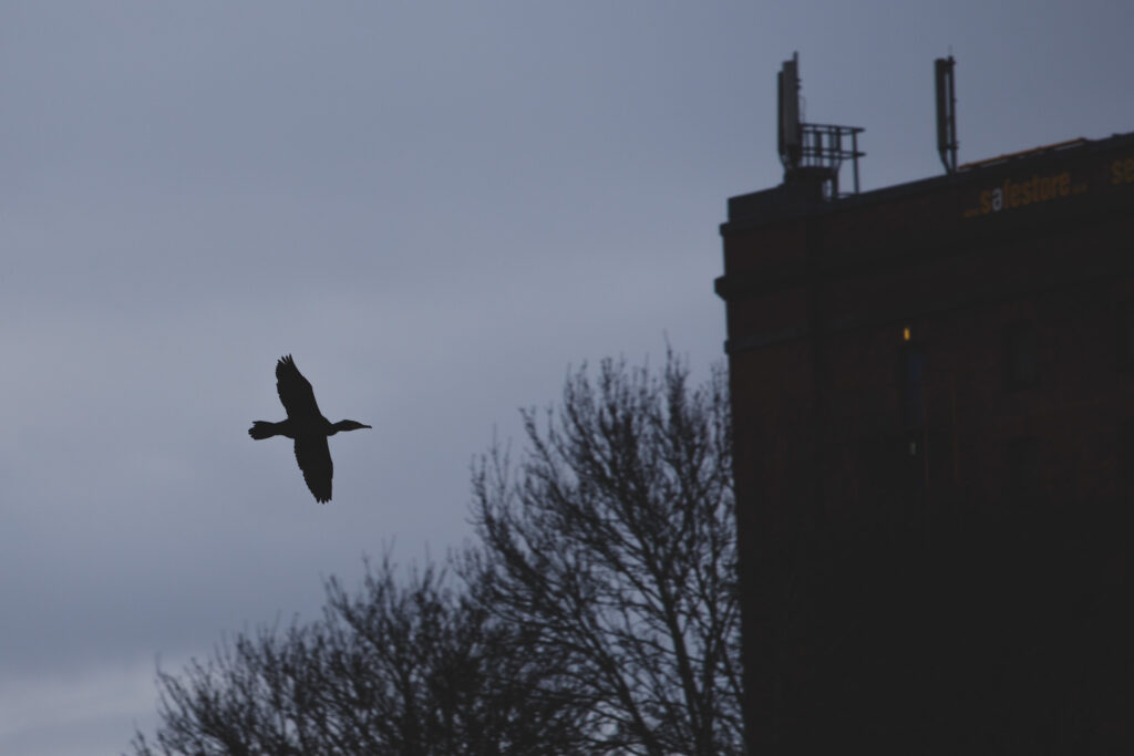 Cormorant silhouette
