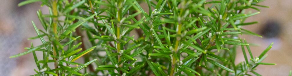 Parsley, sage, rosemary and thyme… Parsley, sage, rosemary and thyme…