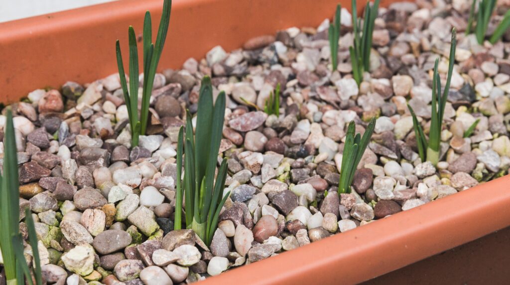 Daffodils coming through