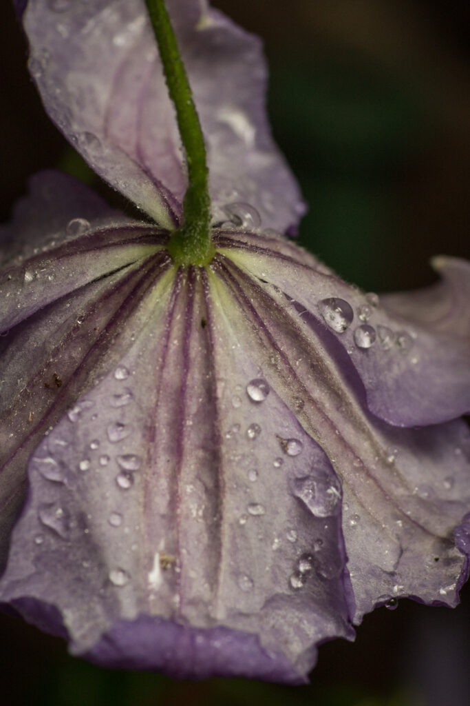 Clematis flower with head bowed