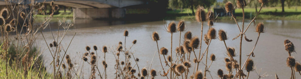 Riparian Teasels